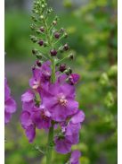 Lila ökörfarkkóró / VERBASCUM phoeniceum 'Violetta'