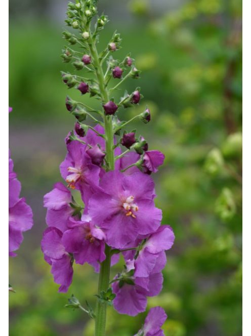 Lila ökörfarkkóró / VERBASCUM phoeniceum 'Violetta'