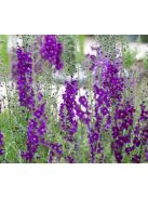 Lila ökörfarkkóró / VERBASCUM phoeniceum 'Violetta'