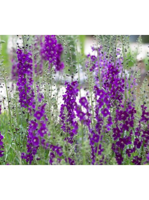 Lila ökörfarkkóró / VERBASCUM phoeniceum 'Violetta'