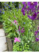 Lila ökörfarkkóró / VERBASCUM phoeniceum 'Violetta'