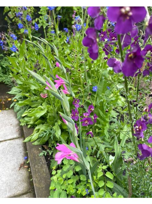Lila ökörfarkkóró / VERBASCUM phoeniceum 'Violetta'