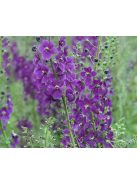 Lila ökörfarkkóró / VERBASCUM phoeniceum 'Violetta'