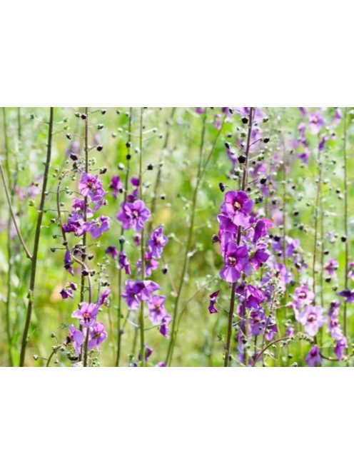 Lila ökörfarkkóró / VERBASCUM phoeniceum 'Violetta'