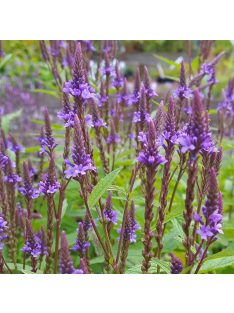   Lándzsalevelű verbéna / VERBENA hastata 'Blue Spires'