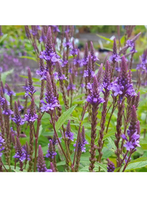 Lándzsalevelű verbéna / VERBENA hastata 'Blue Spires'