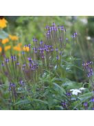 Lándzsalevelű verbéna / VERBENA hastata 'Blue Spires'