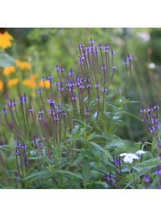   Lándzsalevelű verbéna / VERBENA hastata 'Blue Spires'