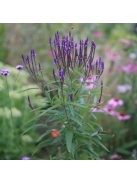 Lándzsalevelű verbéna / VERBENA hastata 'Blue Spires'
