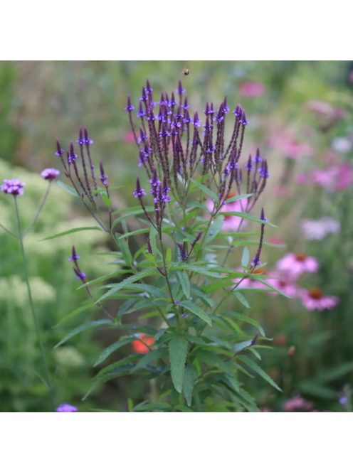 Lándzsalevelű verbéna / VERBENA hastata 'Blue Spires'