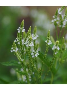   Lándzsalevelű verbéna, fehér / VERBENA hastata 'White Spires'