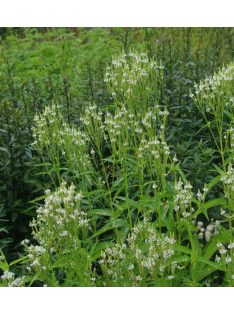   Lándzsalevelű verbéna, fehér / VERBENA hastata 'White Spires'