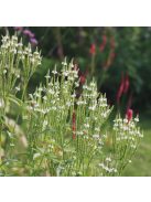Lándzsalevelű verbéna, fehér / VERBENA hastata 'White Spires'