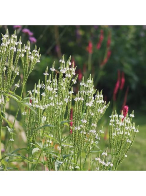 Lándzsalevelű verbéna, fehér / VERBENA hastata 'White Spires'