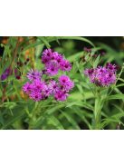 Vernónia / VERNONIA arkansana