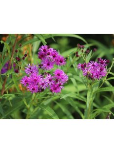 Vernónia / VERNONIA arkansana