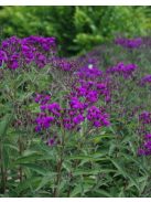 Vernónia / VERNONIA arkansana