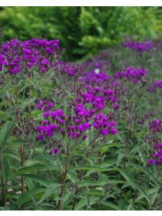 Vernónia / VERNONIA arkansana