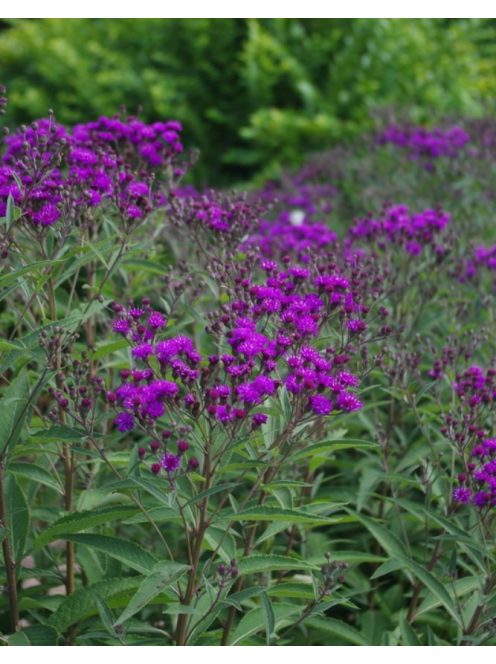 Vernónia / VERNONIA arkansana