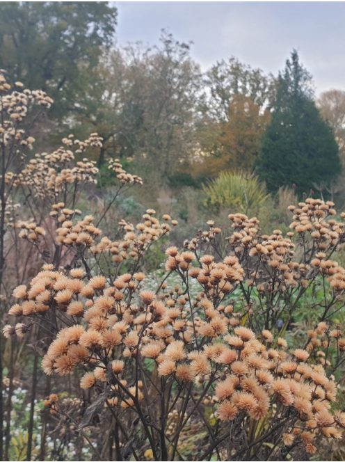 Vernónia / VERNONIA arkansana