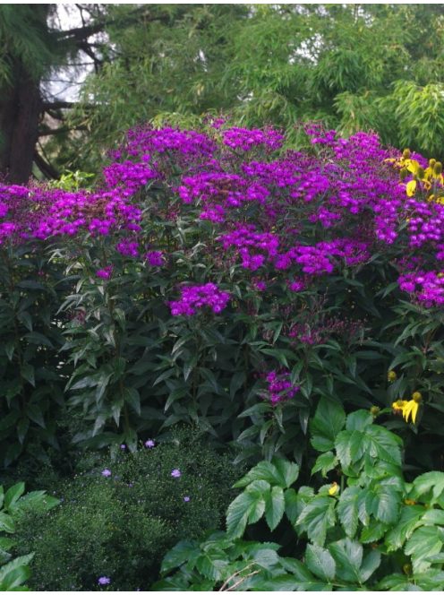 Vernónia / VERNONIA arkansana