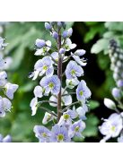 Tárnicslevelű veronika / VERONICA gentianoides