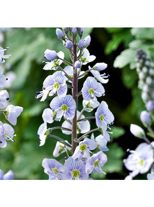 Tárnicslevelű veronika / VERONICA gentianoides