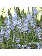 Tárnicslevelű veronika / VERONICA gentianoides