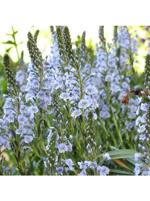 Tárnicslevelű veronika / VERONICA gentianoides