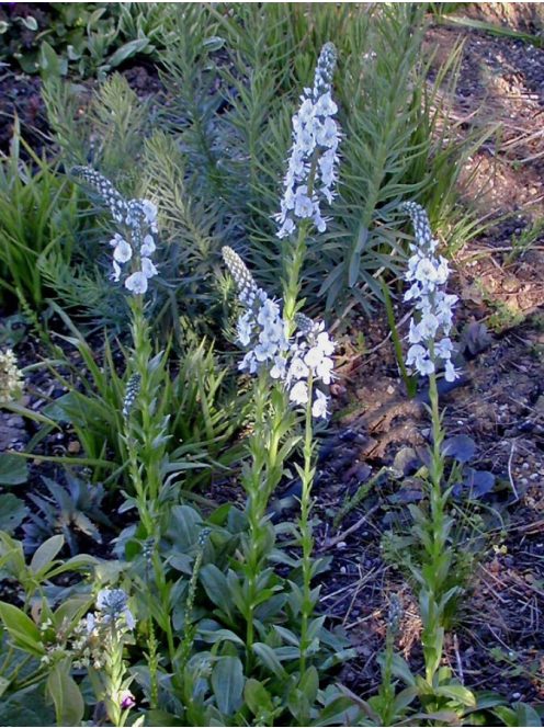 Tárnicslevelű veronika / VERONICA gentianoides