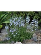 Tárnicslevelű veronika / VERONICA gentianoides
