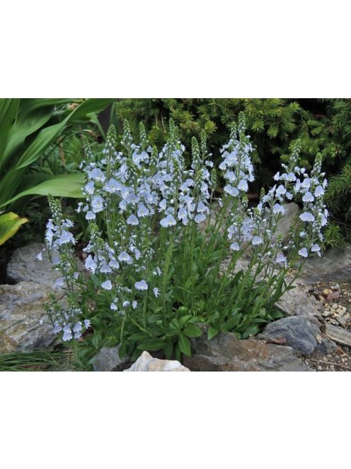 Tárnicslevelű veronika / VERONICA gentianoides