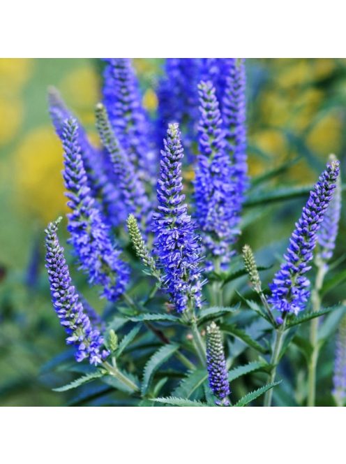 Hosszúlevelű veronika / VERONICA longifolia