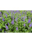 Hosszúlevelű veronika / VERONICA longifolia