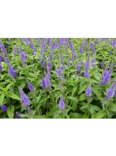 Hosszúlevelű veronika / VERONICA longifolia
