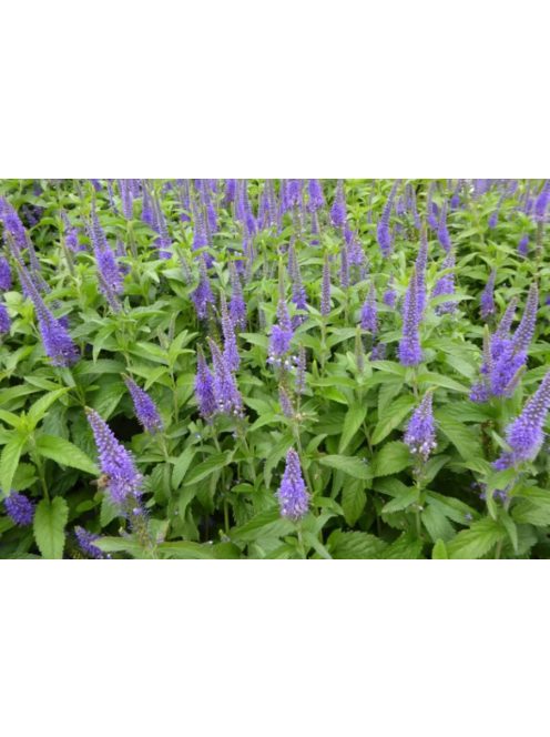Hosszúlevelű veronika / VERONICA longifolia