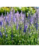 Hosszúlevelű veronika / VERONICA longifolia