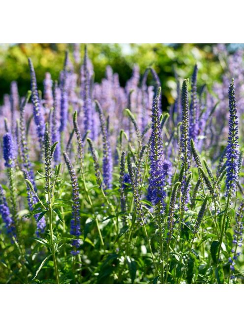Hosszúlevelű veronika / VERONICA longifolia