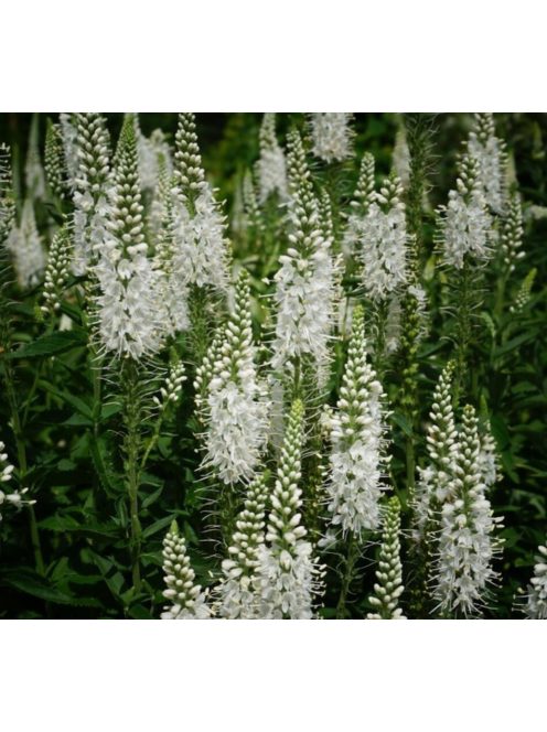 Hosszúlevelű veronika, fehér / VERONICA longifolia 'Alba'