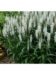   Hosszúlevelű veronika, fehér / VERONICA longifolia 'Alba'