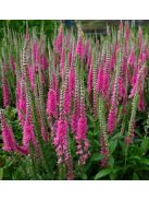 Hosszúlevelű veronika, rózsaszín / VERONICA longifolia 'Pink Shades'