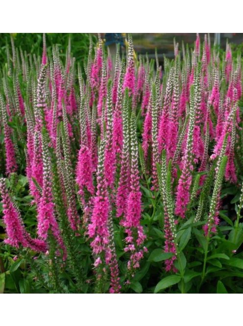 Hosszúlevelű veronika, rózsaszín / VERONICA longifolia 'Pink Shades'