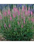 Hosszúlevelű veronika, rózsaszín / VERONICA longifolia 'Pink Shades'