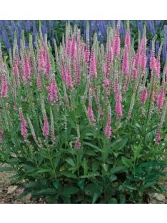   Hosszúlevelű veronika, rózsaszín / VERONICA longifolia 'Pink Shades'