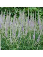 Virginiai veronika / VERONICASTRUM virginicum f. caeruleum