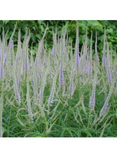 Virginiai veronika / VERONICASTRUM virginicum f. caeruleum