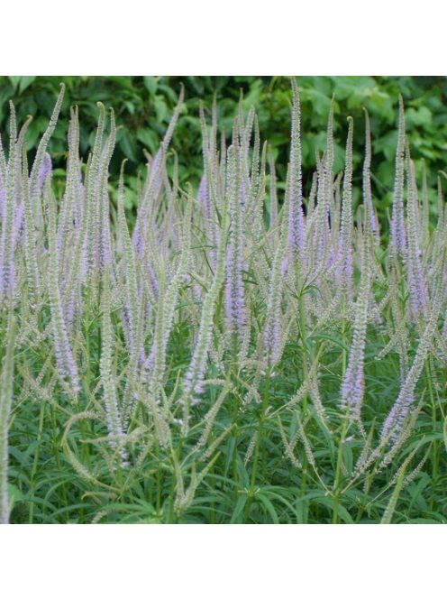 Virginiai veronika / VERONICASTRUM virginicum f. caeruleum