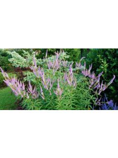Virginiai veronika / VERONICASTRUM virginicum f. caeruleum