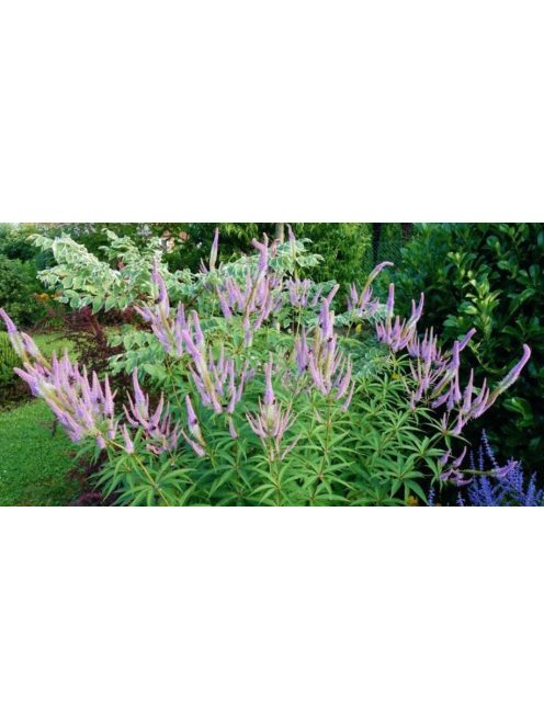 Virginiai veronika / VERONICASTRUM virginicum f. caeruleum