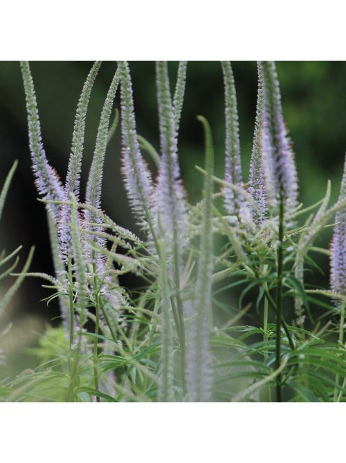 Virginiai veronika / VERONICASTRUM virginicum f. caeruleum